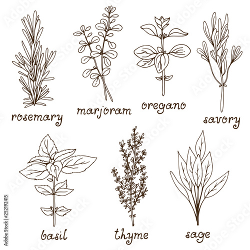 Culinary herbs on white background, hand drawn set of italian herbs