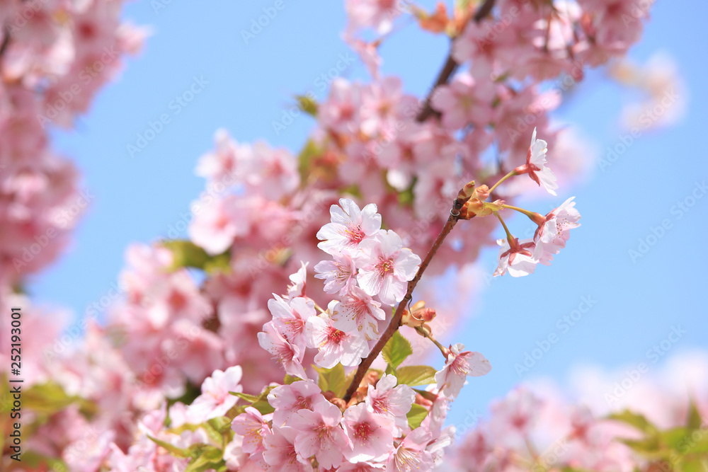 青空と満開の桜(河津桜) Cherry Blossoms (Kawazu-zakura) 青空と満開の桜(河津桜) Cherry Blossoms (Kawazu-zakura)