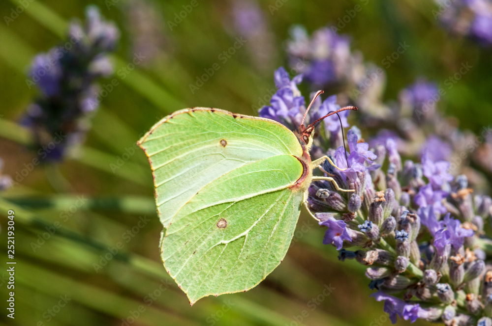 Gonepteryx rhamni butterfly on lavender angustifolia, lavandula Gonepteryx rhamni butterfly on lavender angustifolia, lavandula