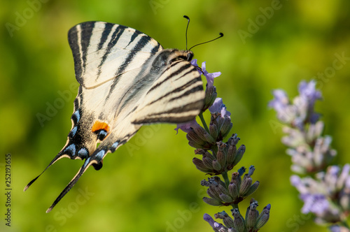 Papilio machaon butterfly on lavender angustifolia, lavandula
