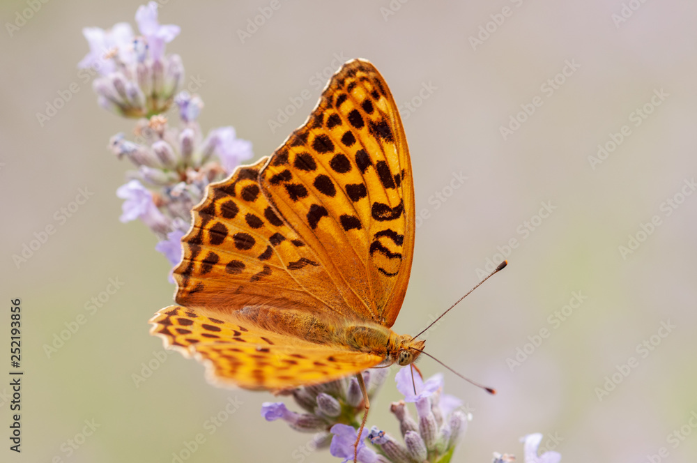 Argynnis paphia butterfly on lavender angustifolia, lavandula Argynnis paphia butterfly on lavender angustifolia, lavandula