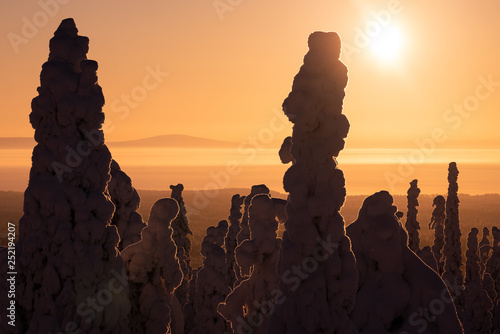 Riisitunturi national park at golden sunrise with silhouette of snow packed trees near Kuusamo in Posio, Finland photo