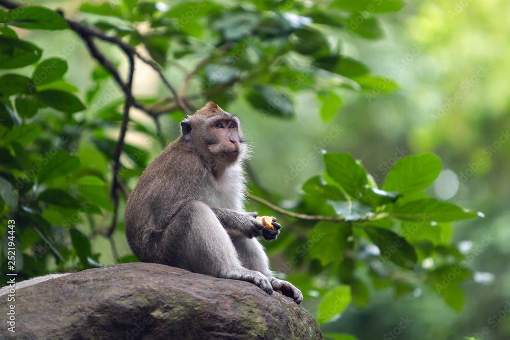 Small monkey is sitting on a branch of tree.