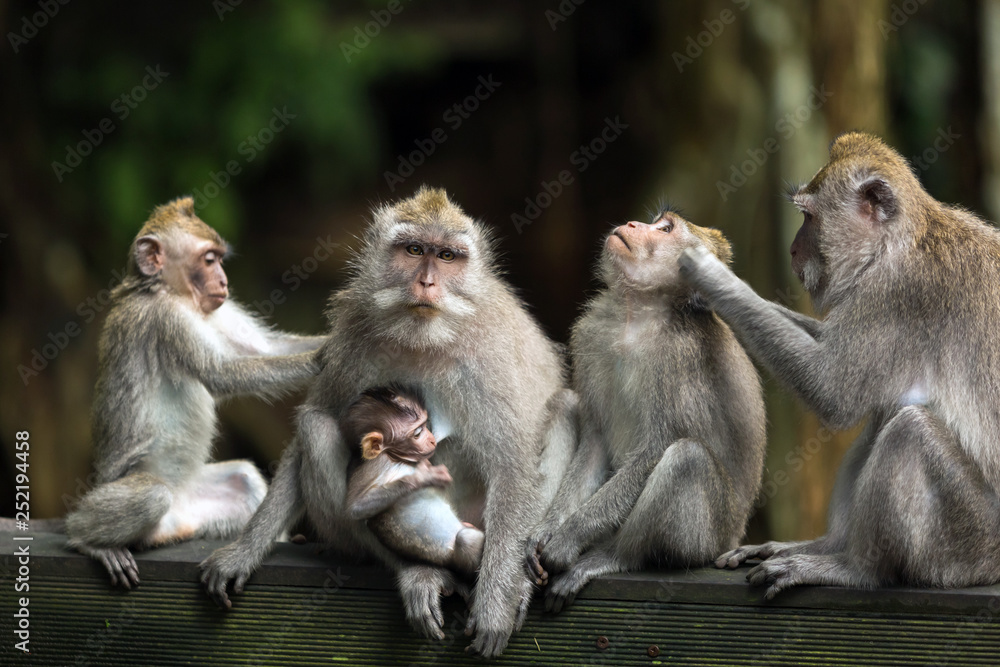 Portrait of the monkey family in Ubud forest.