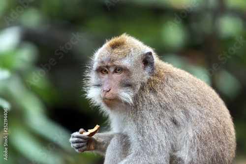 Portrait of eating monkey.
