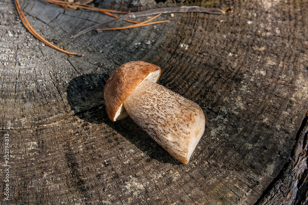 Obraz premium Single brown cap boletus mushroom (Boletus badius) on natural wooden background..
