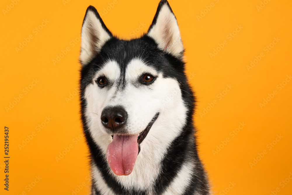 Naklejka Adorable husky dog on color background