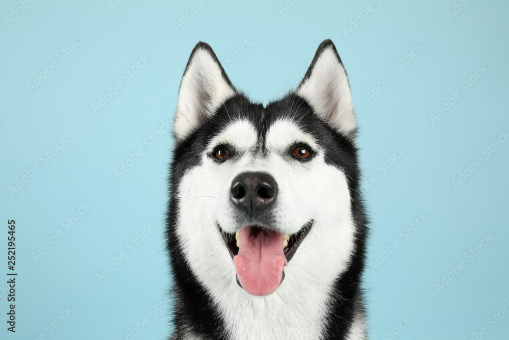 Obraz premium Adorable husky dog on color background