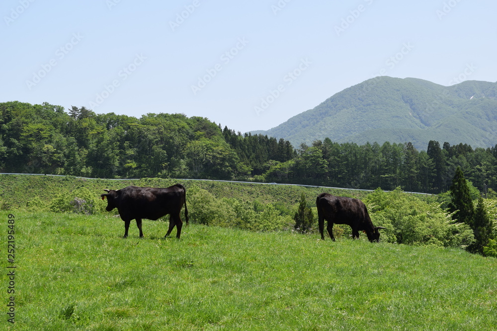 高原牧場の牛の群れ