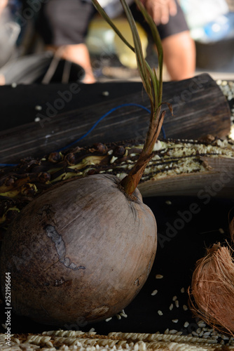 Elaboración de azúcar de coco de palma de forma tradicional en Tailandia. photo