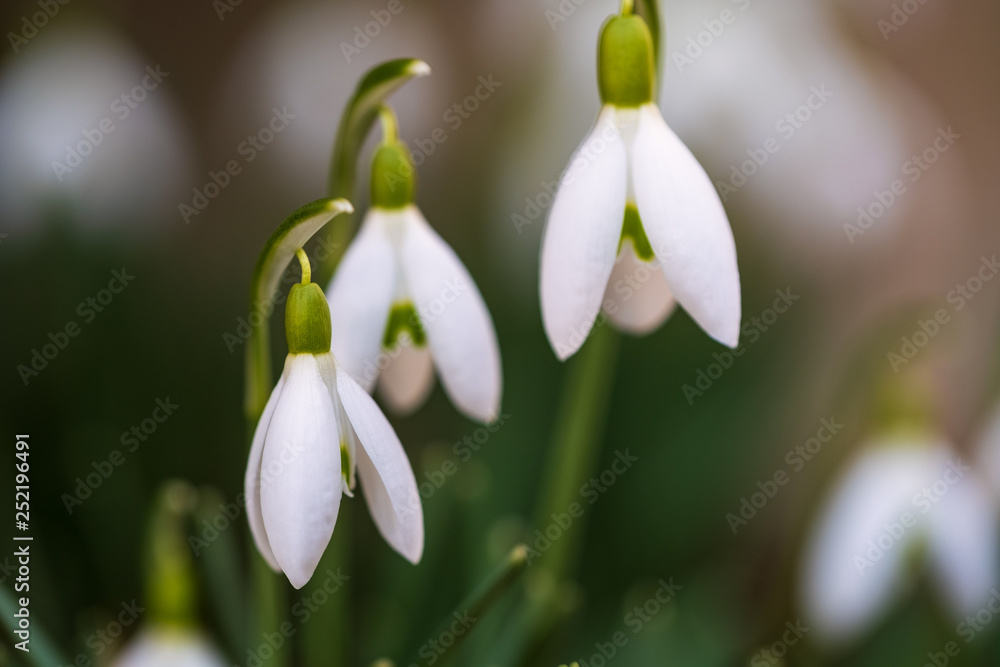 Schneeglöckchen