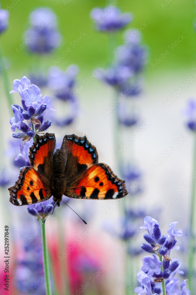 Aglais urticae butterfly on lavender angustifolia, lavandula in sunlight in herb garden Aglais urticae butterfly on lavender angustifolia, lavandula in sunlight in herb garden