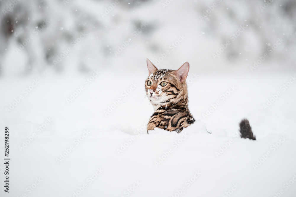 Bengal in deep Snow