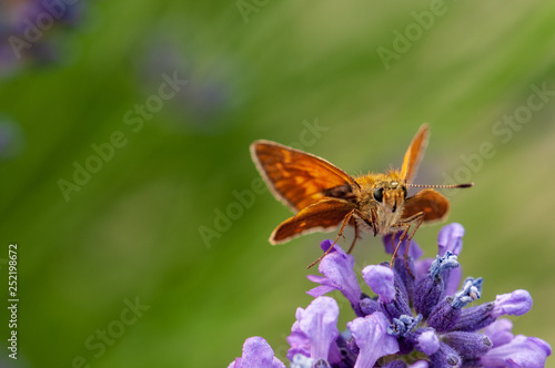 Butterfly on lavender angustifolia, lavandula in sunlight in herb garden