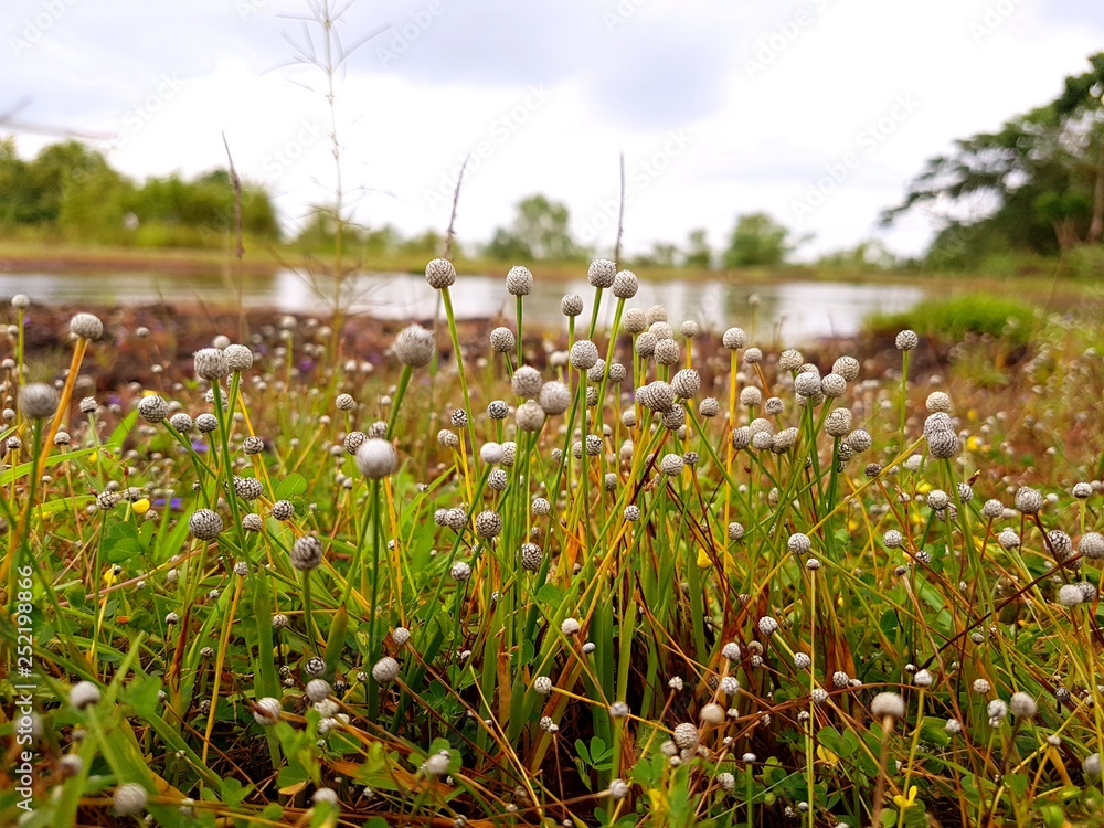 Obraz premium Lake and rock flower