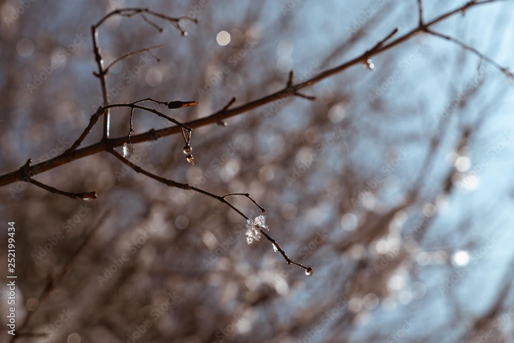 ice on tree branches ice on tree branches