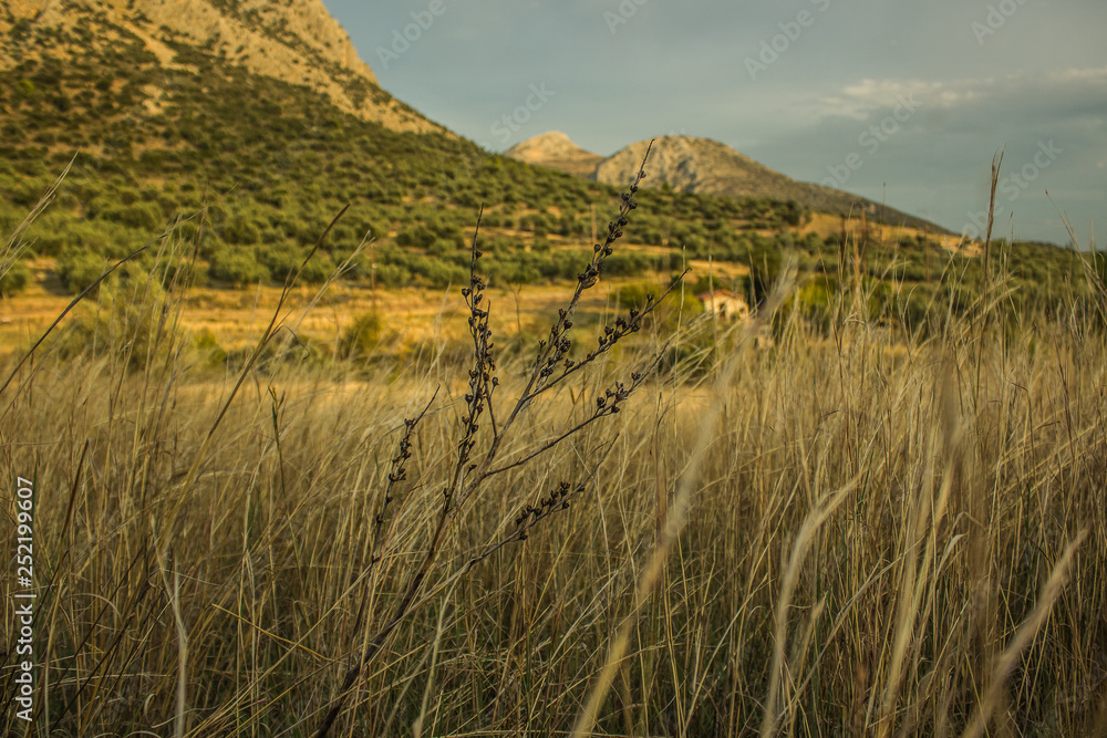 soft focus cereal wheat field golden agricultural rural outskirts picturesque outdoor environment with unfocused background of valley and mountains