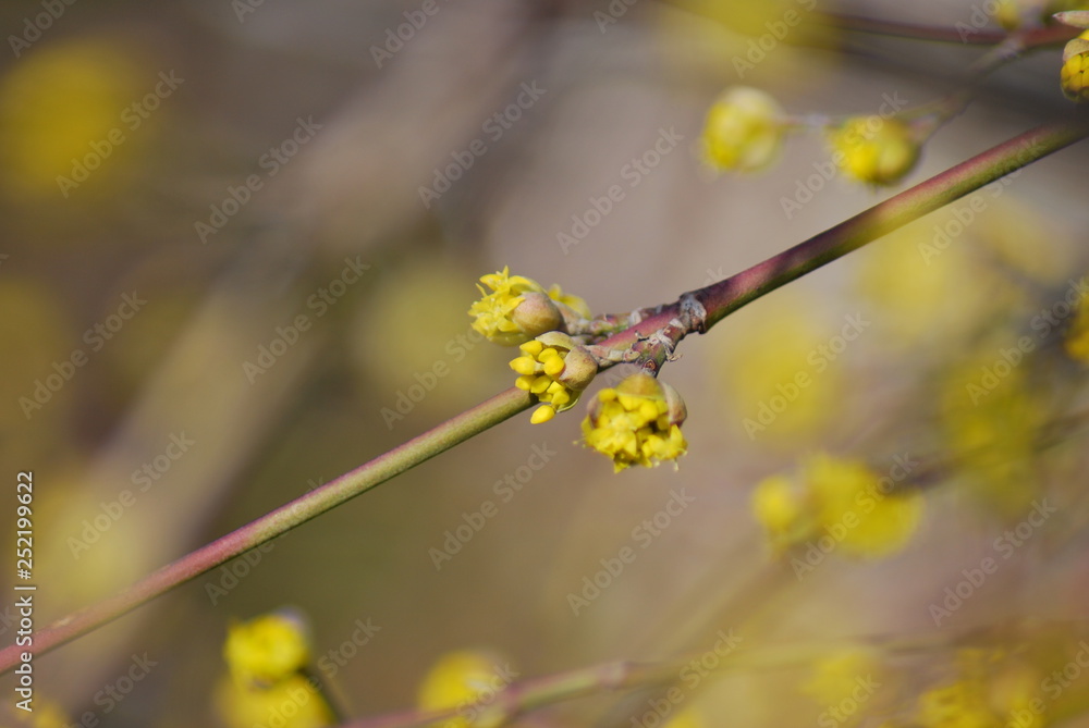 Blütenknospen einer Kornelkirsche (Cornus mas) Blütenknospen einer Kornelkirsche (Cornus mas)