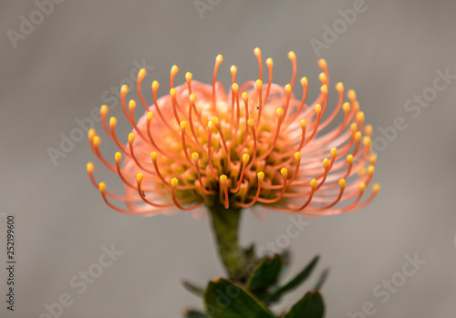  orange flower of Pincushions or Leucospermum condifolium. photo