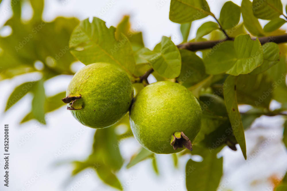 Two nice green round and oval shaped guava fruits (Psidium guajava) hanging together on a guava tree in a garden in Malaysia, Southeast Asia. Two nice green round and oval shaped guava fruits (Psidium guajava) hanging together on a guava tree in a garden in Malaysia, Southeast Asia.