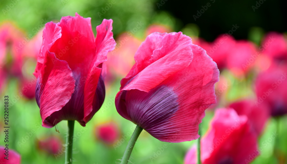 Blühender Schlafmohn Blühender Schlafmohn