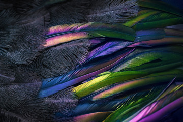 Close up photo of shimmered feathers of paradise bird. Abstract background with black fluff and colorful plumage. Exotic tropical details.