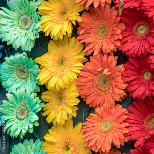 Beauty floristic decoration with colorful gerbera flowers