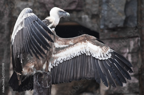 Griffon Vulture sits beautifully, spreading its huge wings with long feathers, scavenger bird, the wings look like a gesture by a hitchhiker or a sign will stop and come in. photo