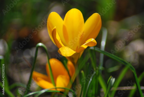 Gelbe Krokusse (Crocus)