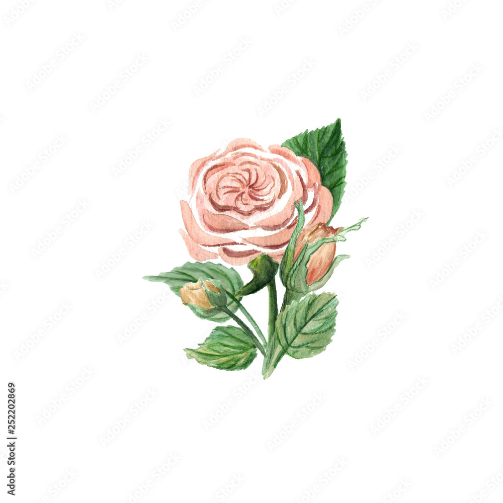 pink watercolor roses pink watercolor roses