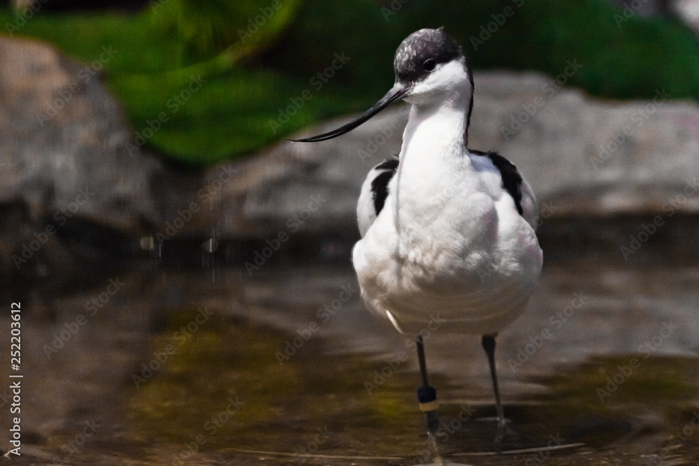 Black and white bird with a long beak sandpiper Pied avocet in water on the background of green Black and white bird with a long beak sandpiper Pied avocet in water on the background of green
