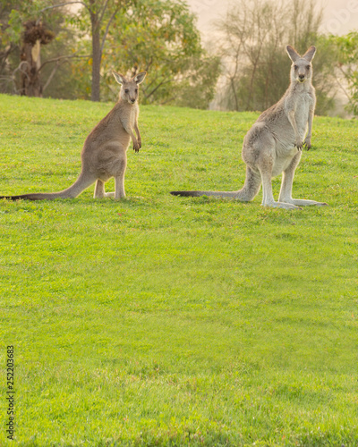 Kangaroos