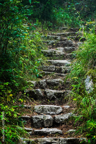 Stone steps leading the way up to forest.