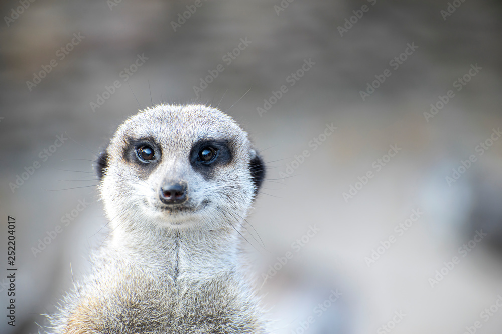 Fototapeta premium Portrait of meerkat looking straight at the camera. Shallow Depth of Field.