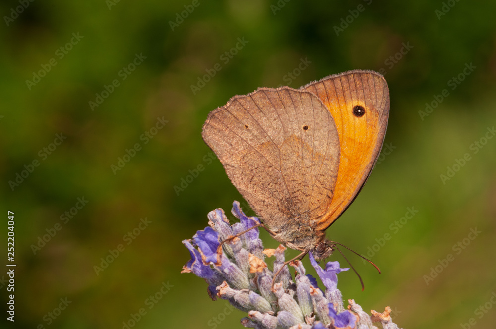 Fototapeta premium Maniola jurtina butterfly on lavender angustifolia, lavandula in sunlight in herb garden