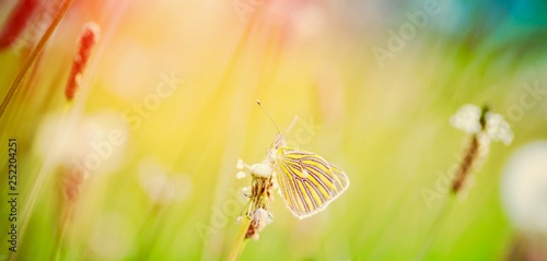 butterfly on flower © Eva Kali
