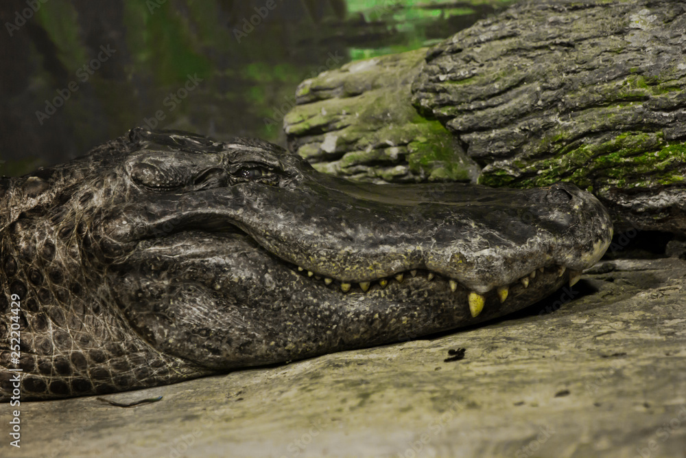 Obraz premium American alligator closeup lying on the sand, toothy