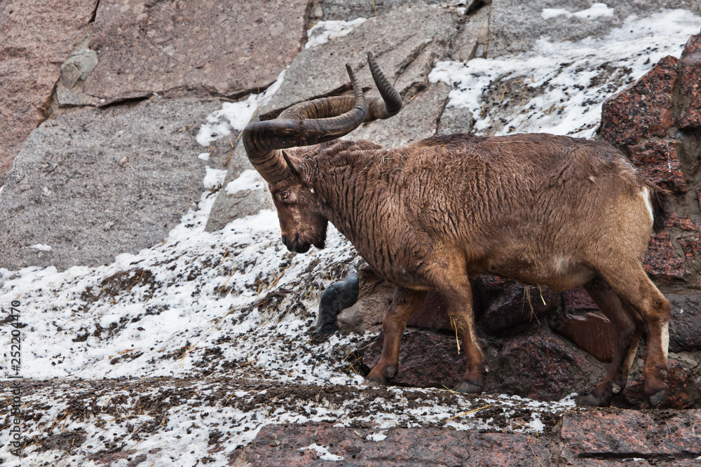 The East Caucasian tur or Daghestan tur. A wild mountain goat with large raogas on the background of rocks.
