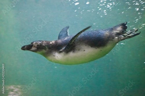 Slender penguin swims in turquoise water, with bubbles. underwater