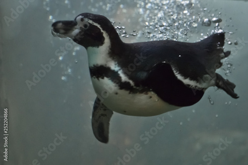 Slender penguin swims in turquoise water  with bubbles. underwater