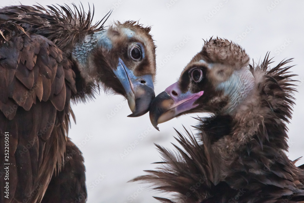 love and tenderness in black vultures, big birds scavengers in the spring gently make peace with each other. pair of lovers - birds contrast love and tenderness in black vultures, big birds scavengers in the spring gently make peace with each other. pair of lovers - birds contrast