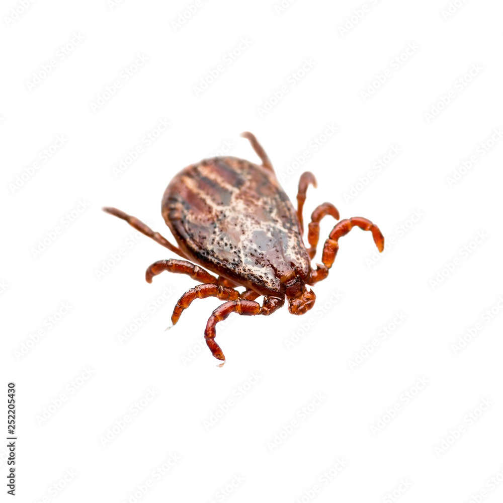 Encephalitis Virus or Lyme Borreliosis Disease or Monkey Fever Infectious Dermacentor Tick Arachnid Parasite Insect Macro Isolated on White Encephalitis Virus or Lyme Borreliosis Disease or Monkey Fever Infectious Dermacentor Tick Arachnid Parasite Insect Macro Isolated on White