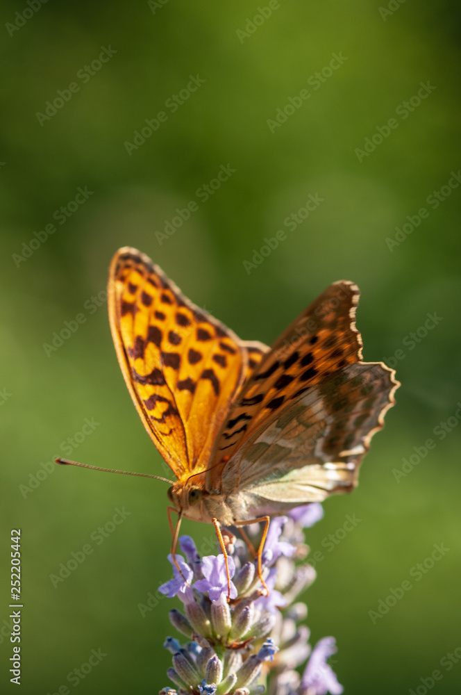 Obraz premium Argynnis paphia butterfly on lavender angustifolia, lavandula