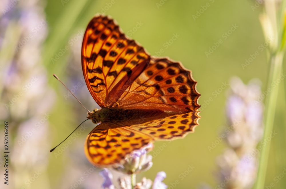 Obraz premium Argynnis paphia butterfly on lavender angustifolia, lavandula