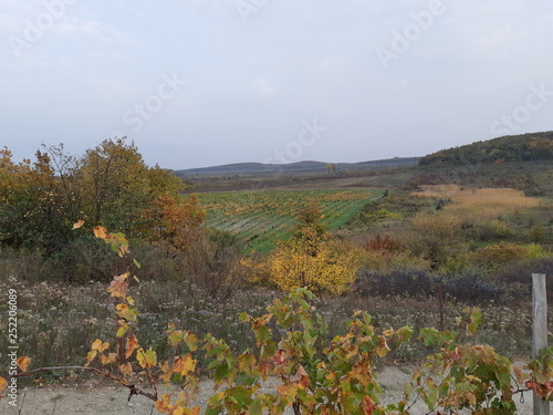 Autumn vineyards on the outskirts of the village