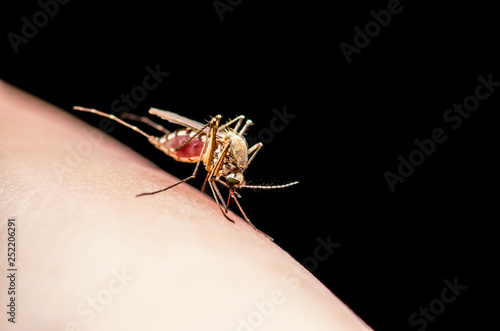 Encephalitis, Yellow Fever, Malaria Disease or Zika Virus Infected Culex Mosquito Parasite Insect Macro on Black Background photo