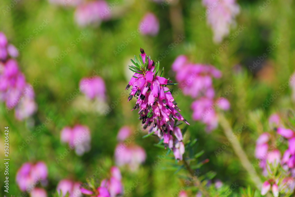 Fototapeta premium Schneeheide (Erica carnea)
