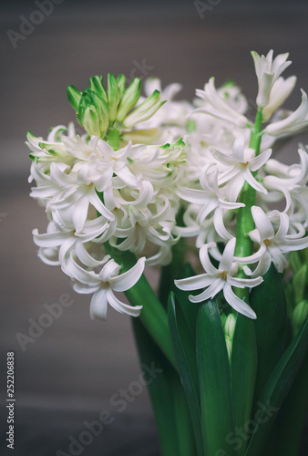 Blooming white hyacinths in a white basket. Spring flowers