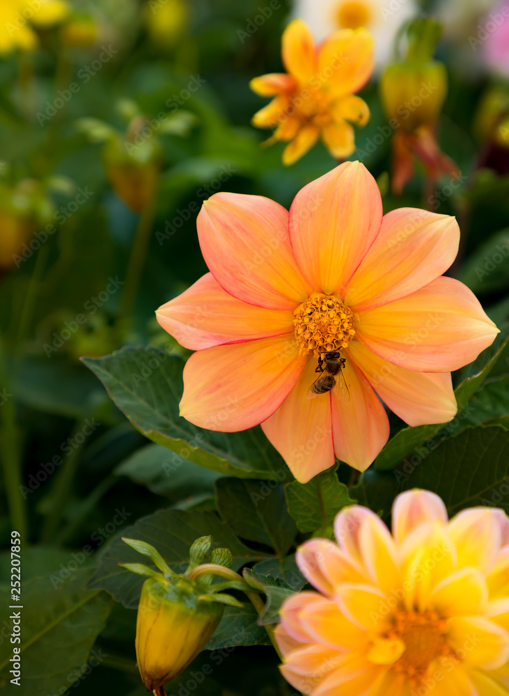 The bee collects pollen from yellow bloom. A bee pollinates a yellow flower in the garden. The bee collects pollen from yellow bloom. A bee pollinates a yellow flower in the garden.