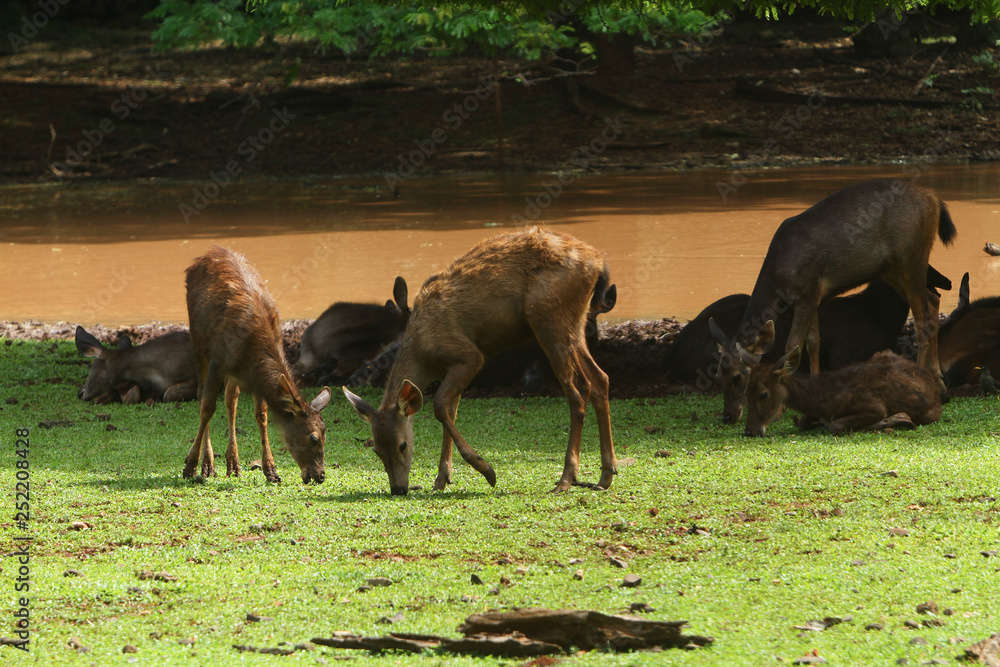 Fototapeta premium herd of deer eating grass 